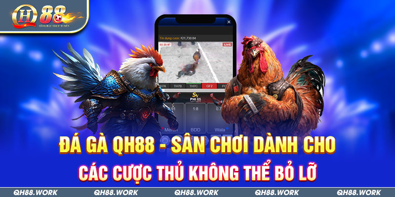 Đá Gà QH88 - Sân Chơi Dành Cho Các Cược Thủ Không Thể Bỏ Lỡ
