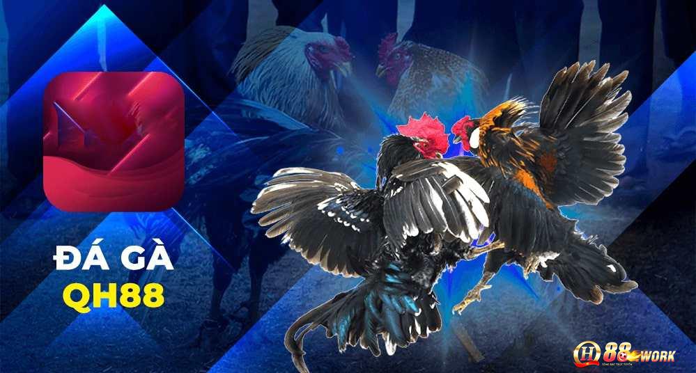 Các loại đá gà QH88