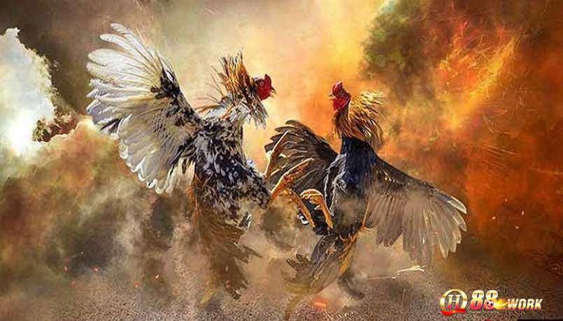 Đá gà QH88 nhiều loại hình
