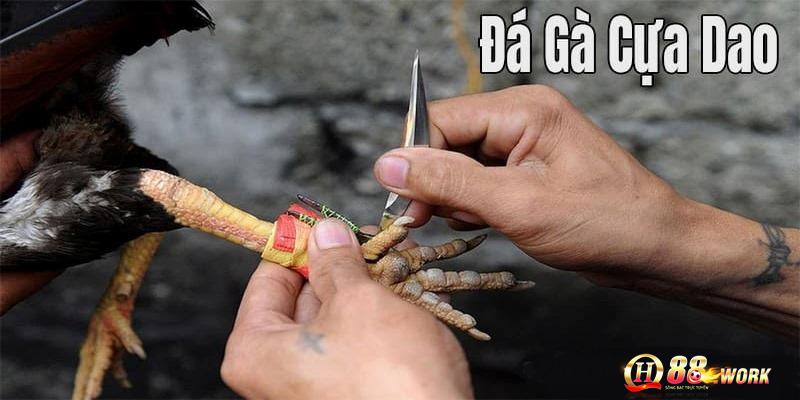 Đôi nét về đá gà cựa dao QH88