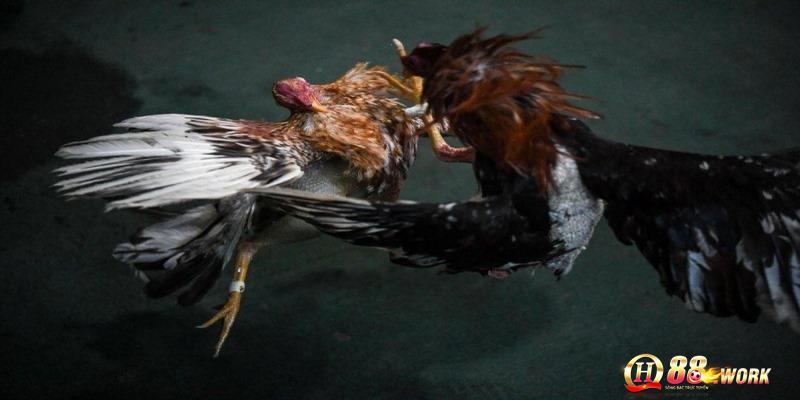 Ưu điểm khi tham gia đá gà cựa dao tại QH88
