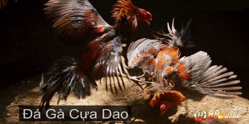 Cung cấp đầy đủ các trận đấu đá gà cựa dao QH88