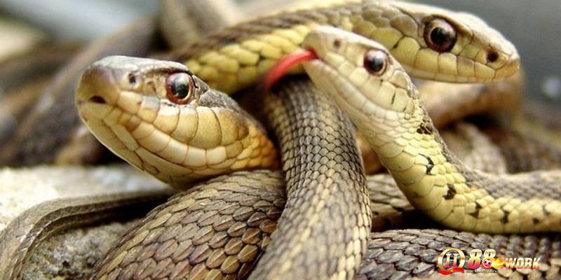 Điềm báo tương lai khi nằm mơ thấy rắn
