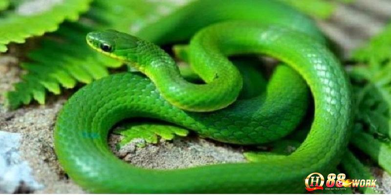 Ngủ mơ thấy rắn xanh có ý nghĩa gì