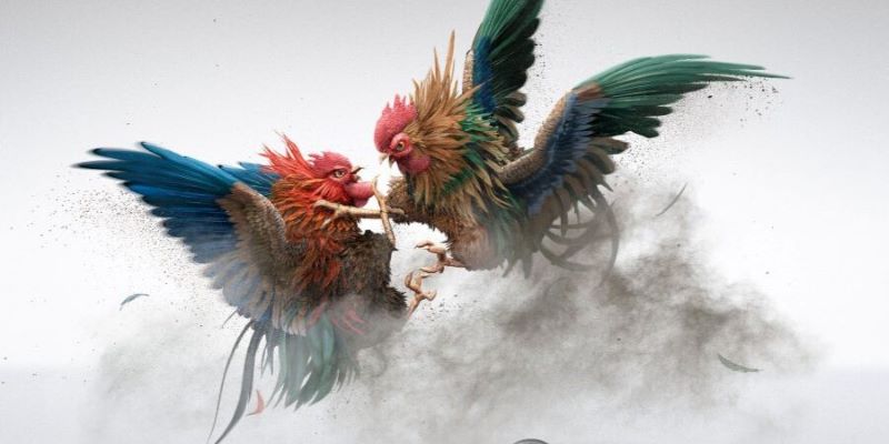 Tìm hiểu chọi gà đòn Thomo là gì?
