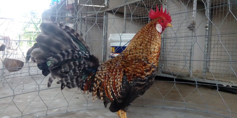 Hướng dẫn cách chọn gà cú chiến đấu tốt