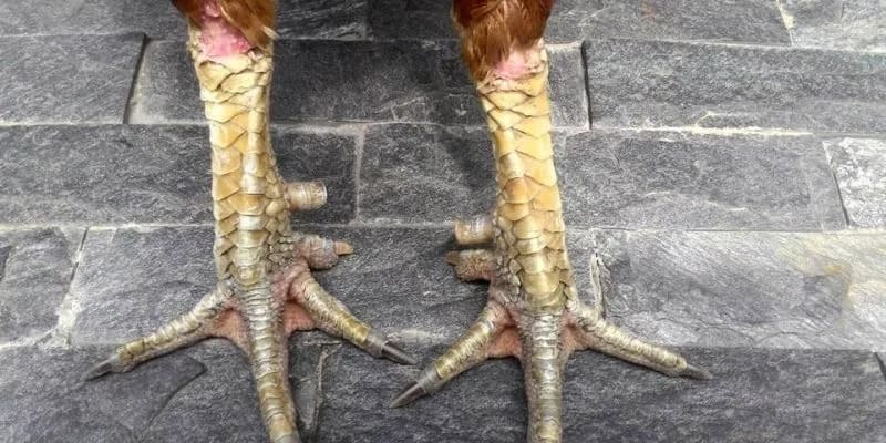 Chiến binh có vảy gà ngũ quỷ cực kỳ uy dũng