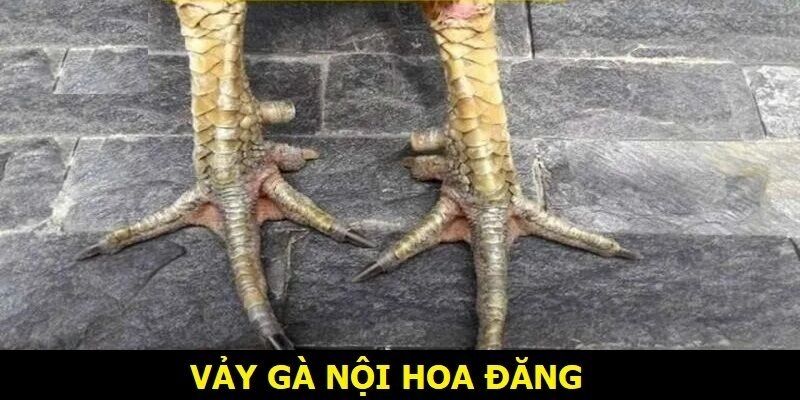 Vảy gà quý Nội Hoa đăng có giá trị cao